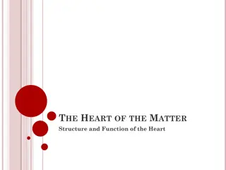The Heart: Structure, Function, and Circulation