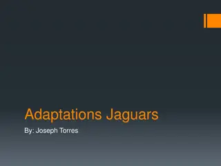 Fascinating Facts about Jaguars
