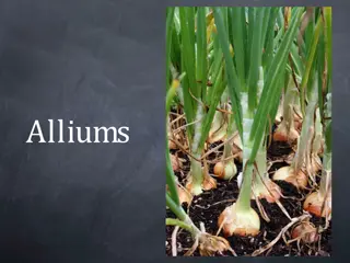Discover the Flavorful World of Alliums