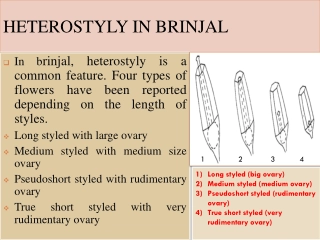 Understanding Heterostyly and Physiological Disorders in Brinjal