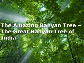 The Amazing Banyan Tree of India: A Natural Wonder