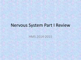 The Basics of Human Nervous System
