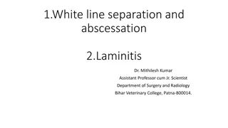 White Line Disease and Laminitis in Veterinary Medicine