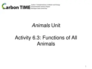 Animal Functions and Energy Transformations