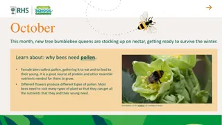 The Importance of Pollen for Bees in October