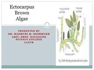 Ectocarpus: Characteristics and Occurrence