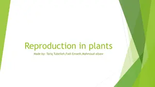 Plant Reproduction: Types, Processes, and Examples
