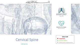 The Cervical Spine: Anatomy and Function Explained