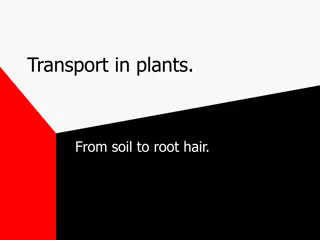 Water Transport in Plants: From Soil to Xylem