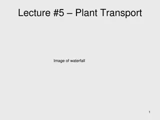 Plant Water Transport Mechanisms