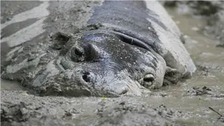 Hippo Time: A Guide to Coping with Emotions During Uncertain Times