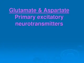 Glutamate: The Primary Excitatory Neurotransmitter