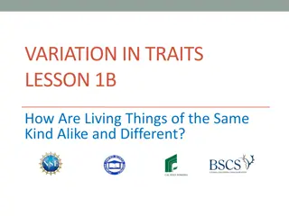 Traits and Variations in Ladybugs