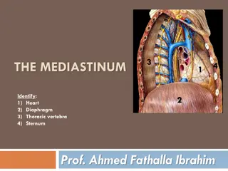 The Mediastinum: Boundaries, Divisions, and Contents