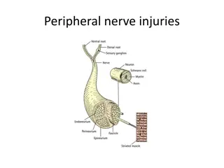 Peripheral Nerve Injuries and Pathological Classification