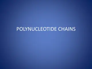 DNA and RNA Nucleotide Chains