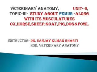 The Anatomy of the Femur in Veterinary Science