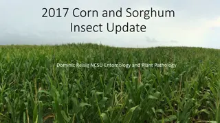Insect Management Update for Corn, Sorghum, and Sugarcane Aphids