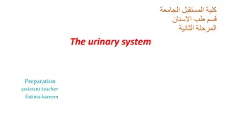 The urinary system