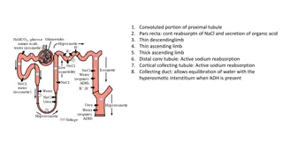 Renal Tubule Function