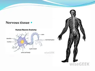 Nervous tissue