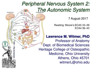 Overview of the Autonomic Nervous System