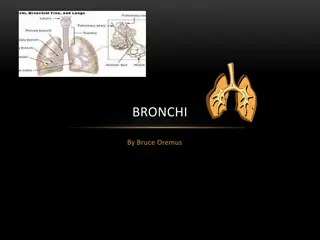 All About Bronchi: Function and Structure