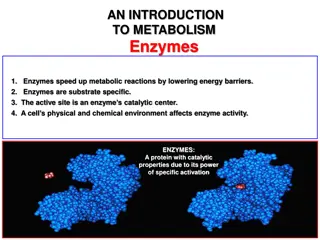 Introduction to Enzymes and Metabolism