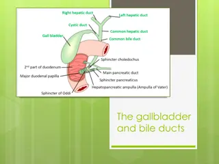 The gallbladder