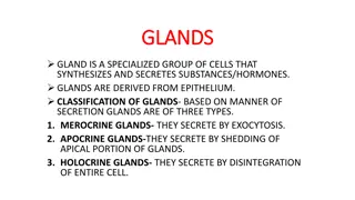 Glands: Types, Classification, and Functions
