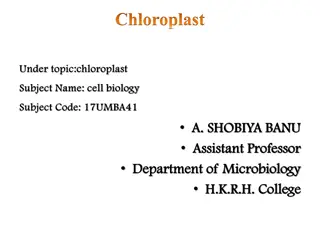 Chloroplast