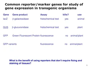 Reporter Genes in Gene Expression: Utilizing LacZ, GUS, and GFP