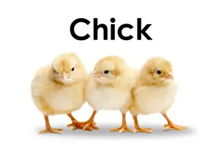 Adorable Chick Images and Fun YouTube Video