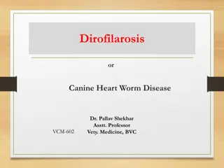 Dirofilarosis