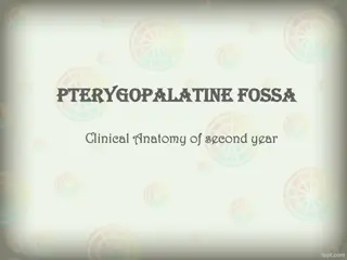 Pterygopalatine fossa