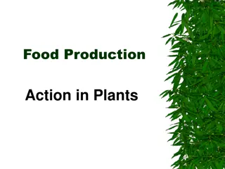 Plant & Animal Cell Structures and Photosynthesis Process