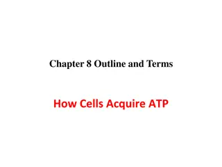 How Cells Acquire ATP: Cellular Respiration Overview