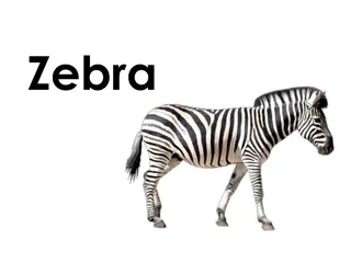 All About Zebras - Fun Facts and Images