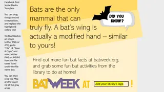 Fun Bat Facts You Need to Know!