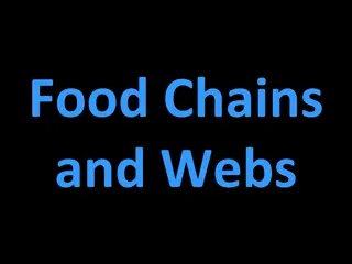 Food Chains  and Webs
