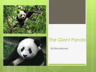 The Giant Panda