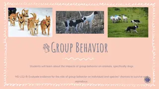 Group Behavior