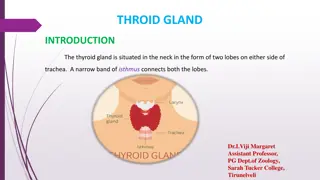 The Thyroid Gland: Structure, Function, and Importance