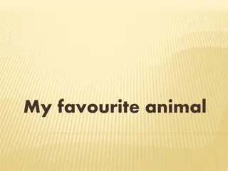 My favourite animal