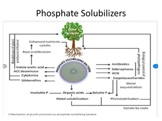 Phosphate Solubilizers and Plant Growth
