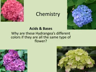 Why Do Hydrangeas Change Colors?