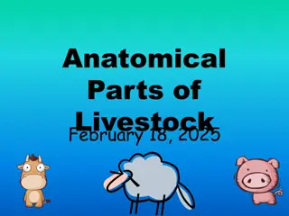 Anatomical Parts of livestock