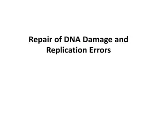 DNA Damage Repair and Protein Synthesis Overview