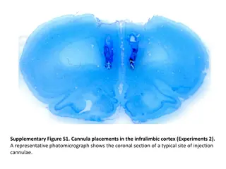 Cannula Placements in Infralimbic Cortex: Photomicrograph Illustration