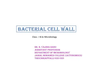 Bacterial Cell Wall